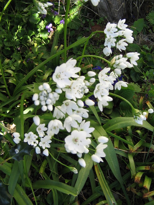 ForumEA/L/Allium neapolitanum..jpg